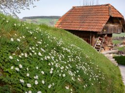 Informationen aus dem Gemeinderat März 2024