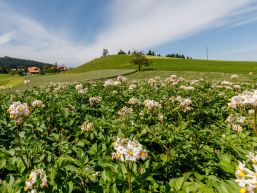 Informationen aus dem Gemeinderat Juni