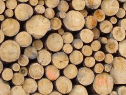 Holzschläge im Toppwald - Aebersold ab Oktober bis Ende Februar 2021