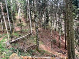 Naturwaldreservat Bueleberg - Öffentliche Auflage