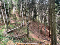 Errichtung Naturwaldreservat Buhlenberg