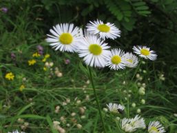 Bekämpfung von invasiven Neophyten