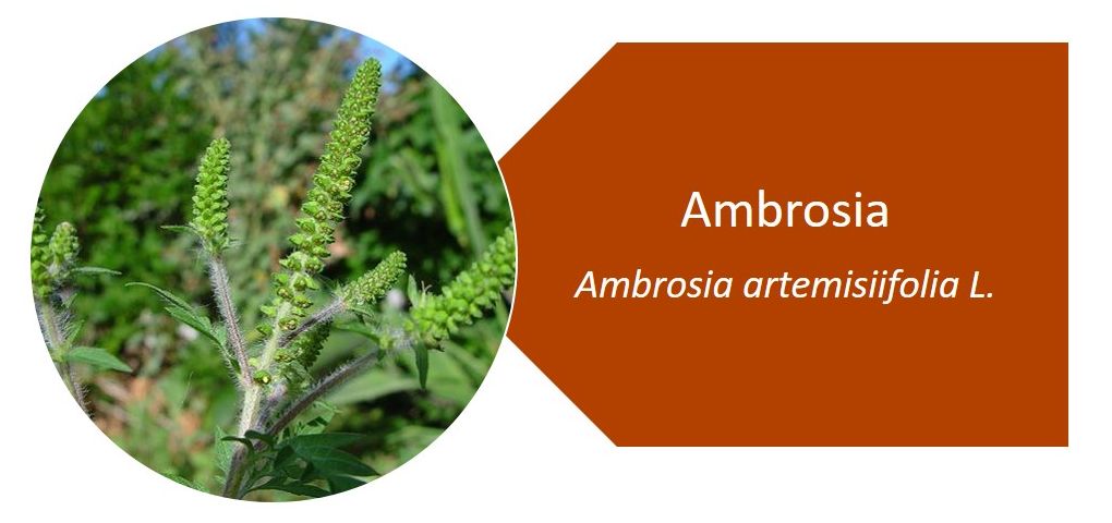 Ambrosia (Ambrosia artemisiifolia L.)