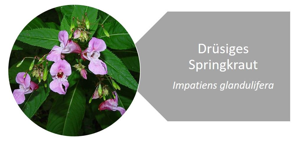 Drüsiges Springkraut (Impatiens glandulifera)