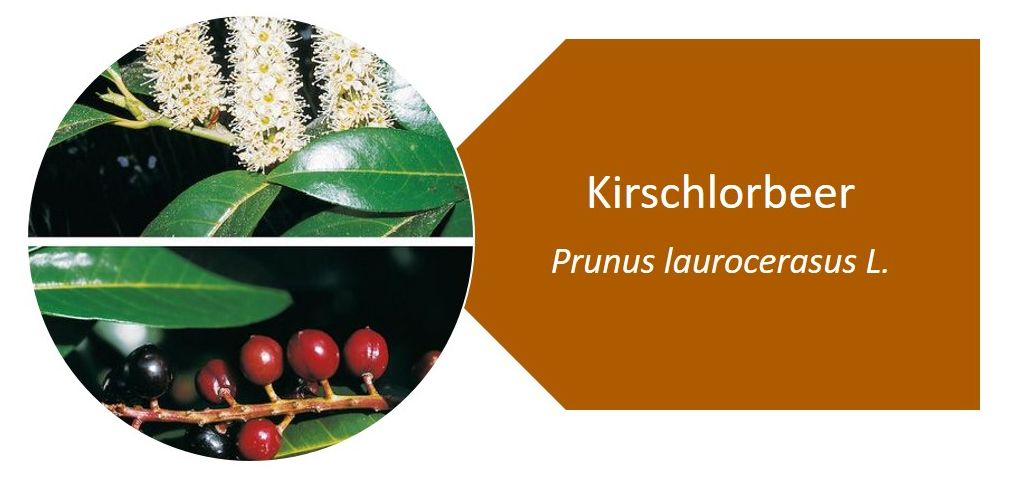 Kirschlorbeer (Prunus laurocerasus L.)