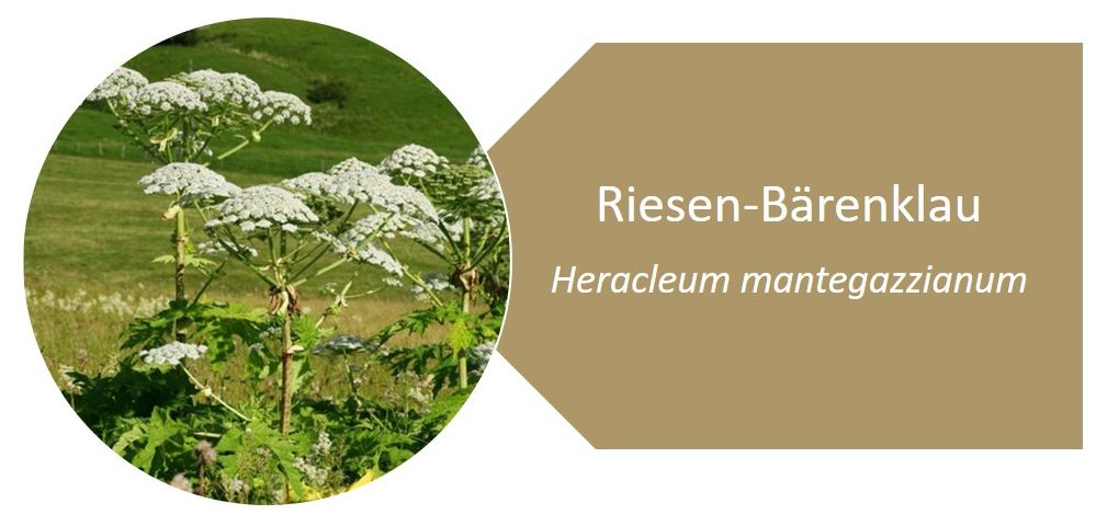 Riesen-Bärenklau (Heracleum mantegazzianum Sommier & Levier)