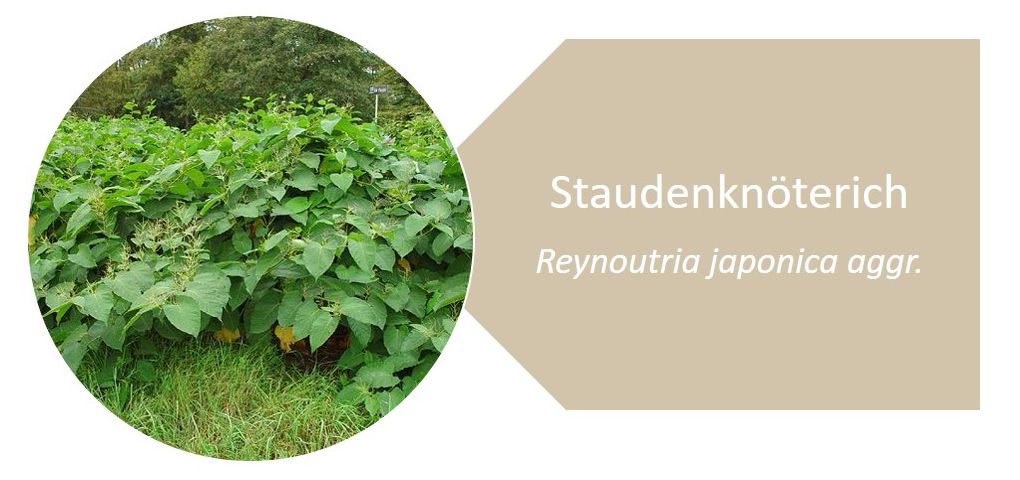 Staudenknöterich (Reynoutria japonica aggr.)