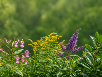 Invasive Neophyten: erkennen, entfernen, entsorgen und ersetzen